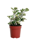 Ficus triangularis 'Variegata'