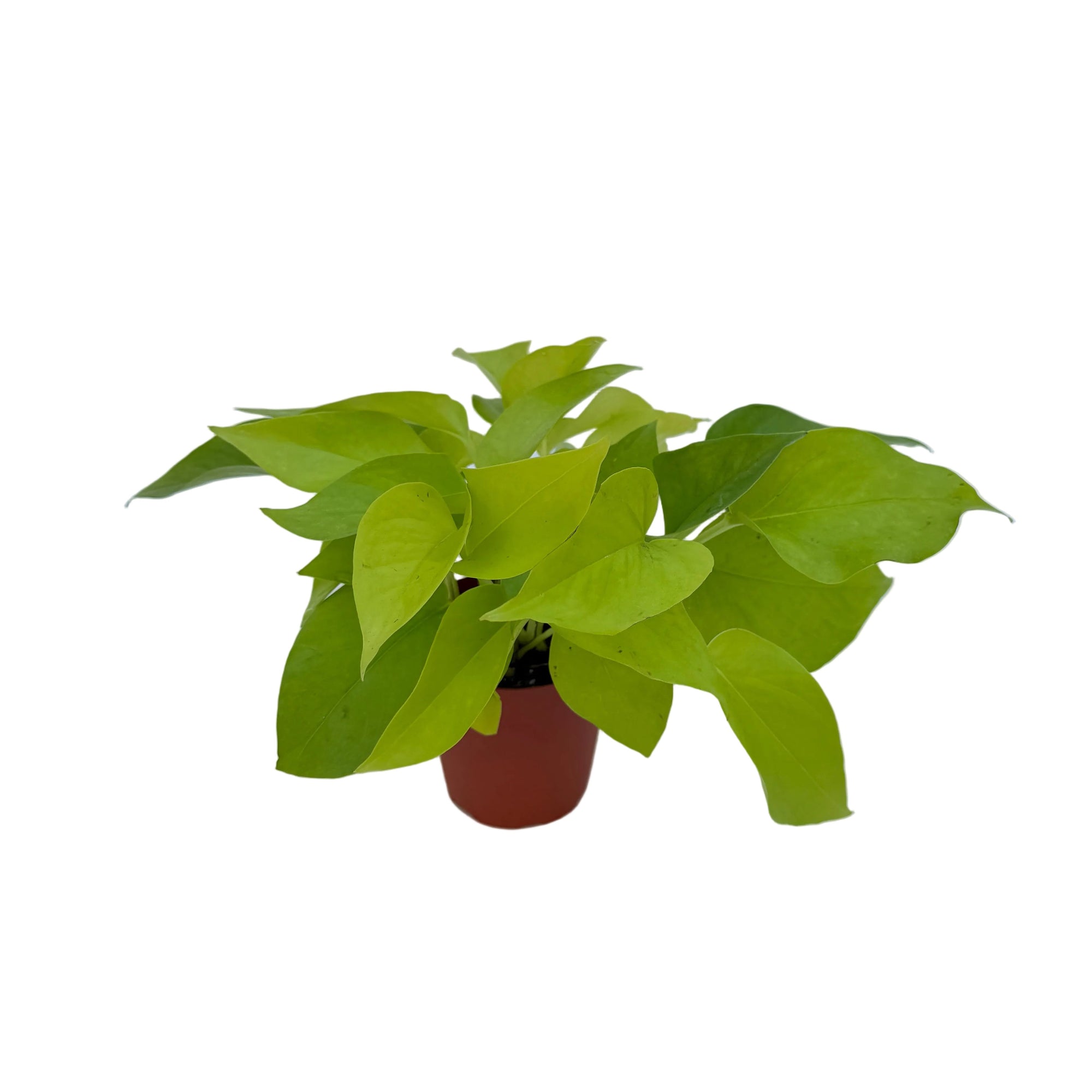Epipremnum aureum 'Neon'