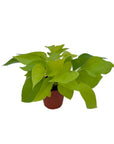 Epipremnum aureum 'Neon'