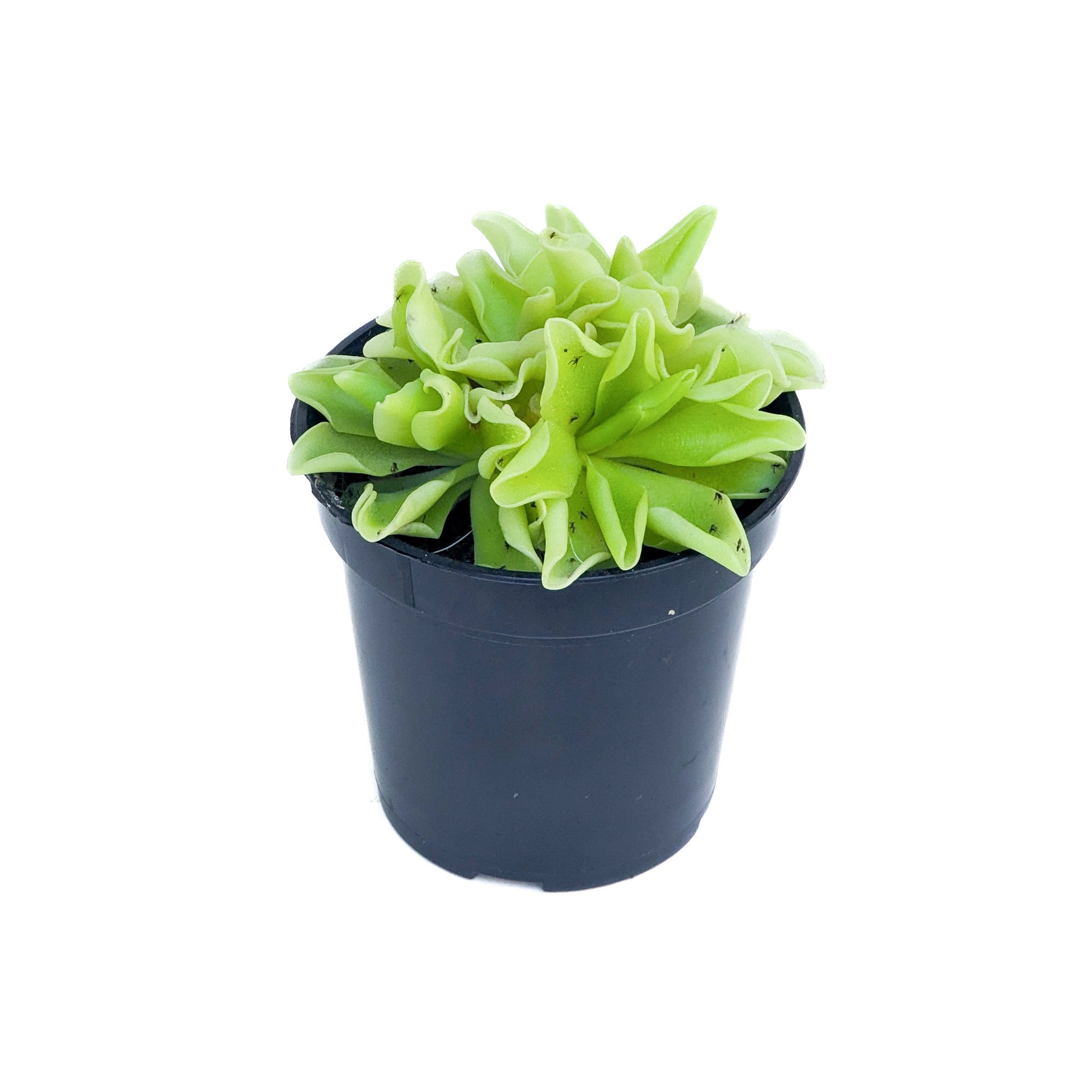 Pinguicula 'Pirouette'