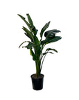 Strelitzia nicolai (Giant White Bird of Paradise)