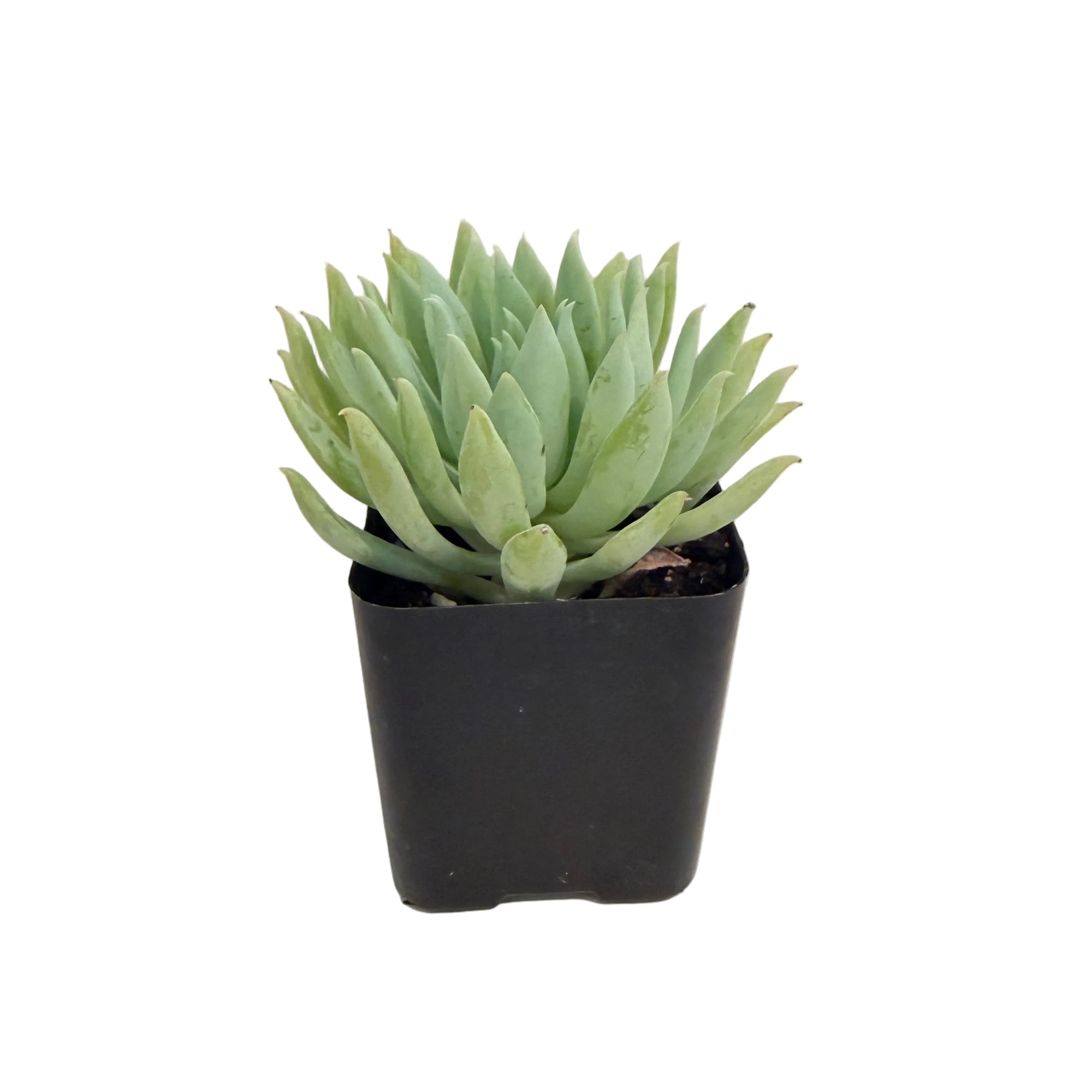 Sedeveria 'Fanfare'
