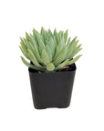 Sedeveria 'Fanfare'