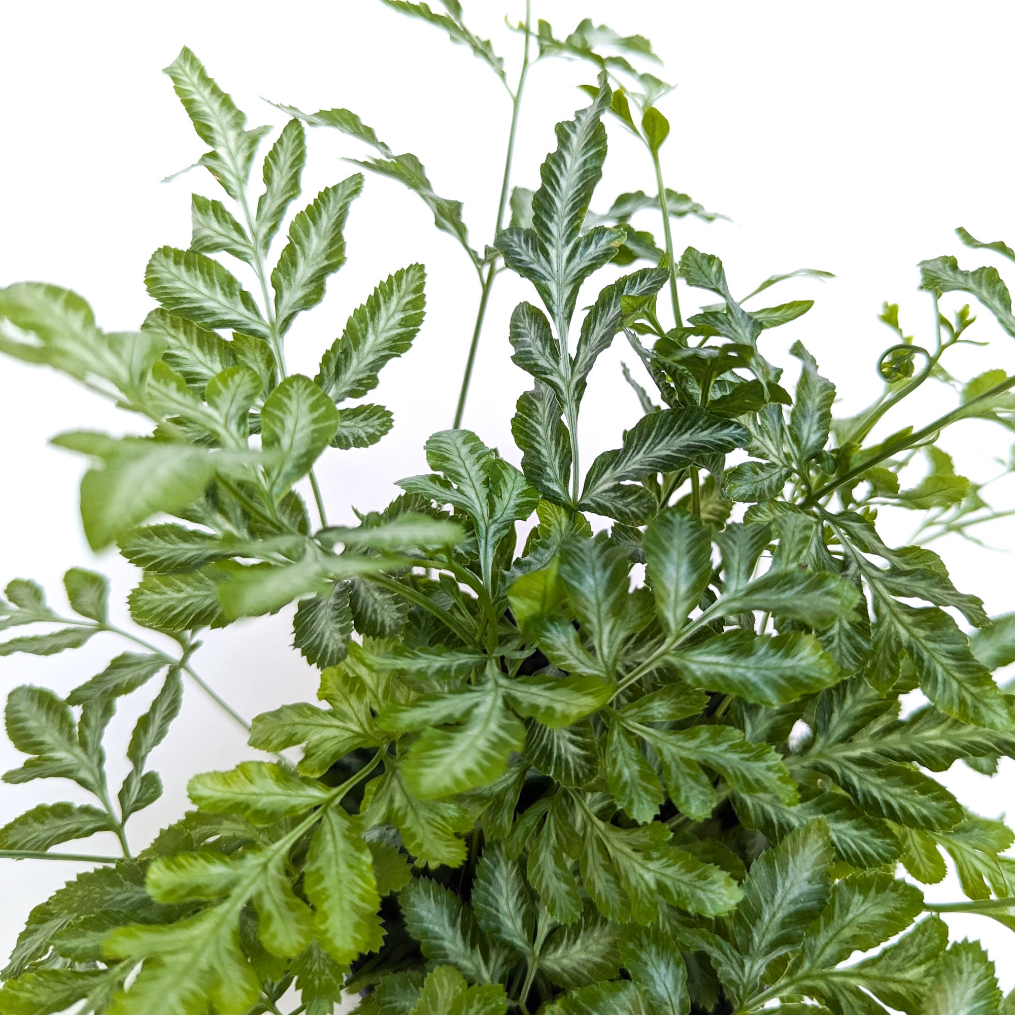 Pteris ensiformis (Silver Lace Fern)