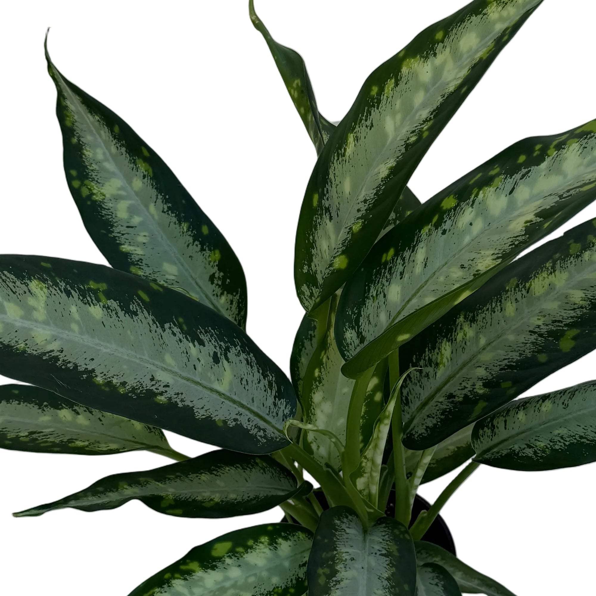 Dieffenbachia seguine 'Panther'