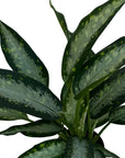 Dieffenbachia seguine 'Panther'