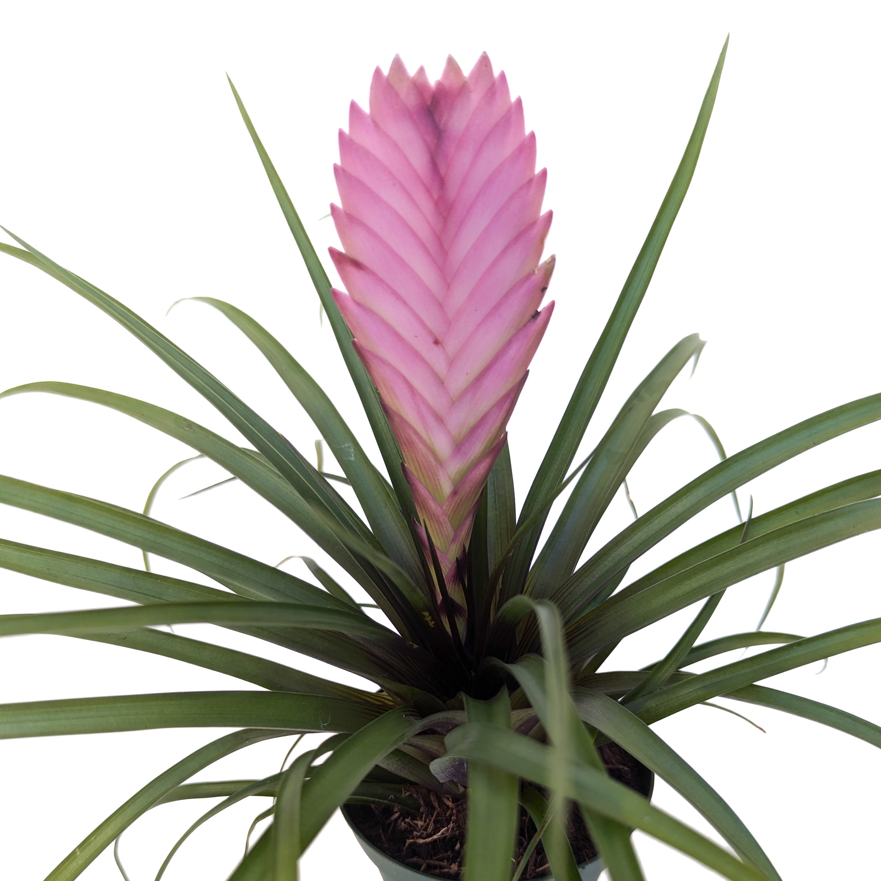 Wallisia cyanea (Pink Quill) – Diameter Plants