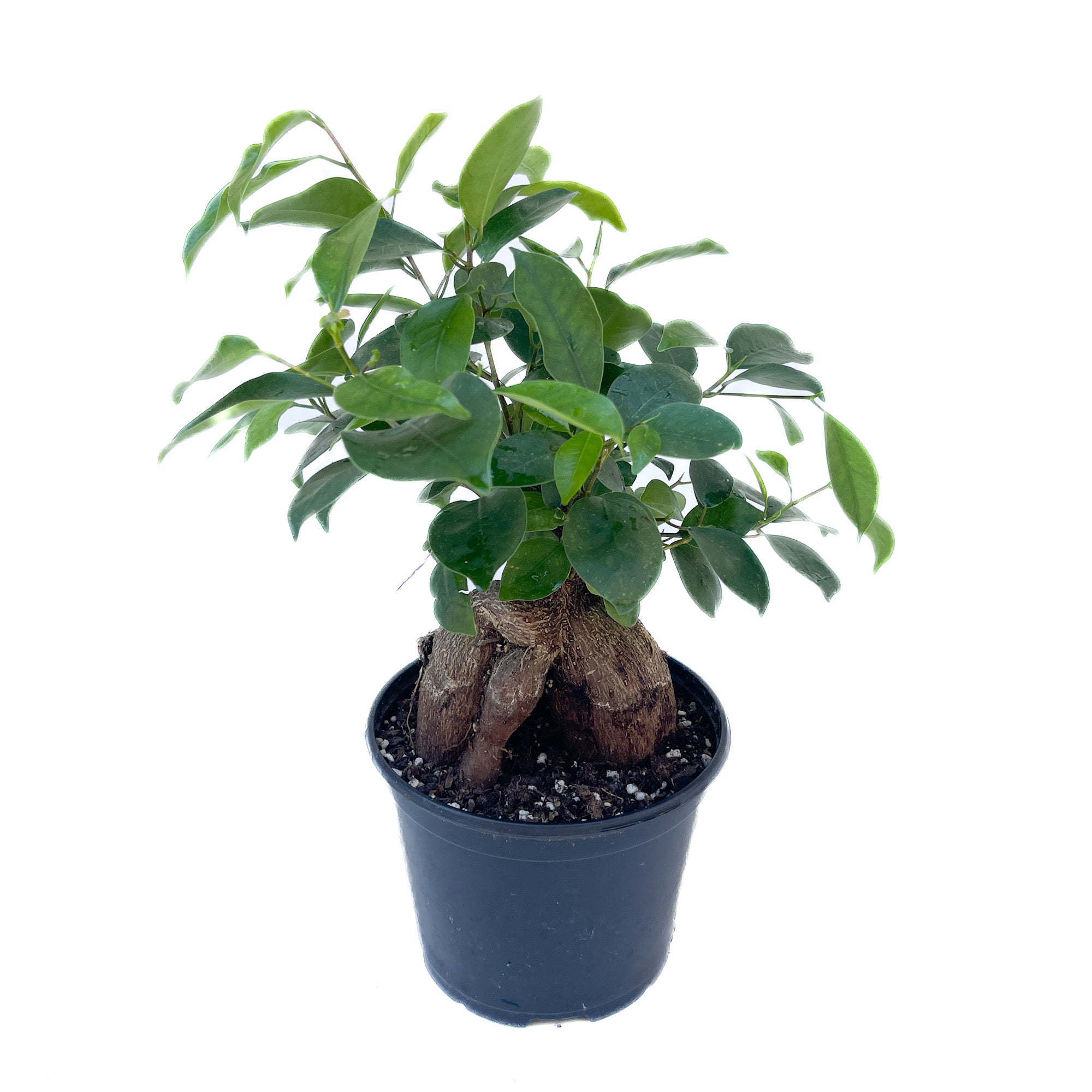 Ficus microcarpa (Ficus Ginseng)