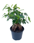 Ficus microcarpa (Ficus Ginseng)