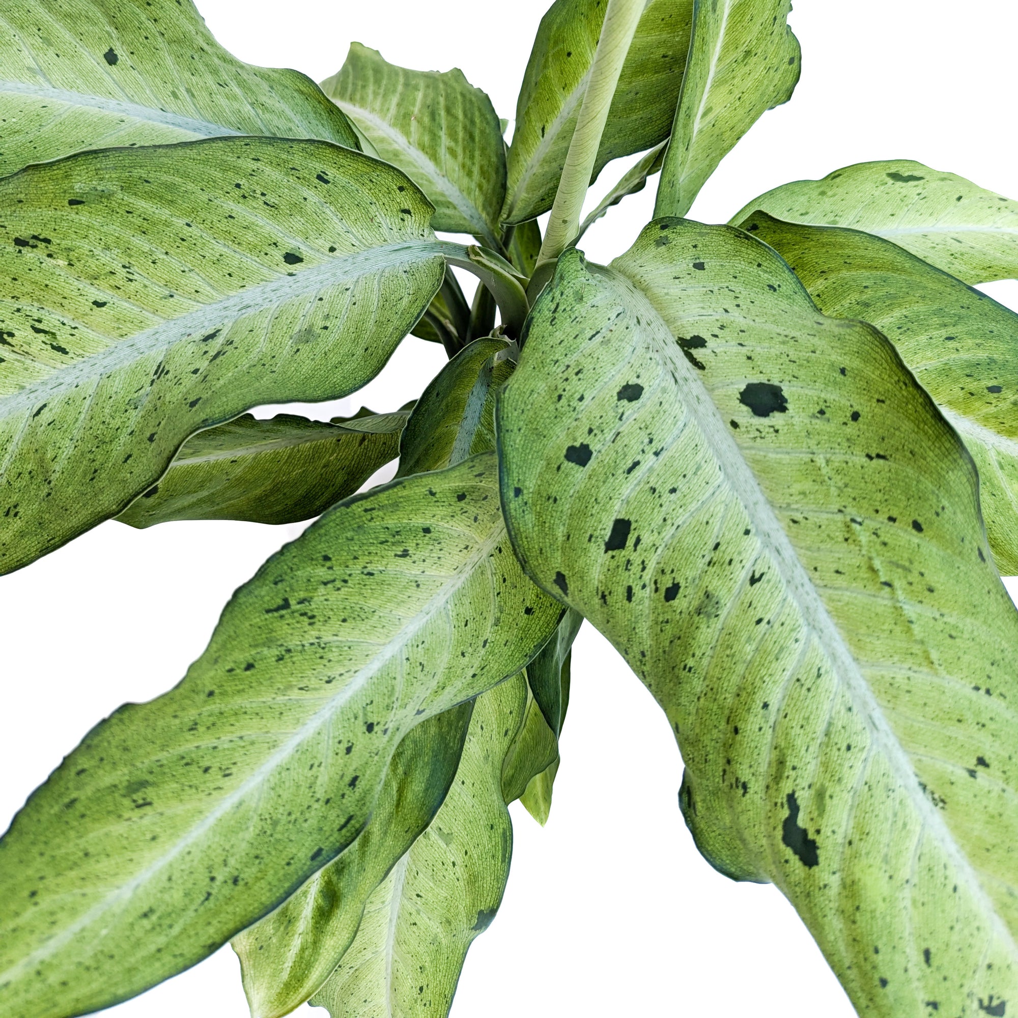 camouflage dieffenbachia Dieffenbachia 'Camouflage' – Diameter Plants