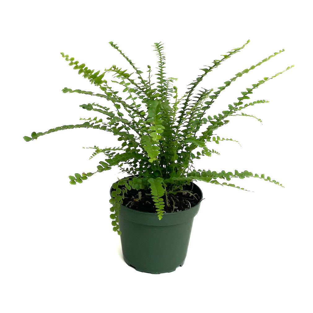 Nephrolepis cordifolia &#39;Duffii&#39; (Lemon Button Fern)