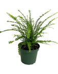 Nephrolepis cordifolia 'Duffii' (Lemon Button Fern)