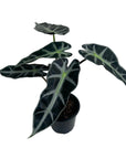 Alocasia 'Bambino'