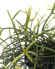 Rhipsalis baccifera