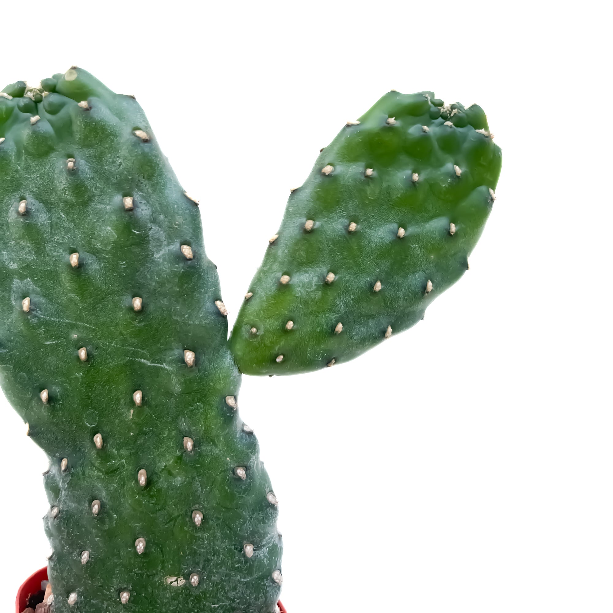 kill prickly pear cactus Consolea rubescens (Road Kill Cactus) – Diameter Plants