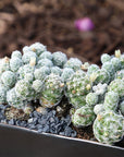 Mammillaria gracilis fragilis (Thimble Cactus)