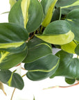 Philodendron hederaceum 'Brasil'