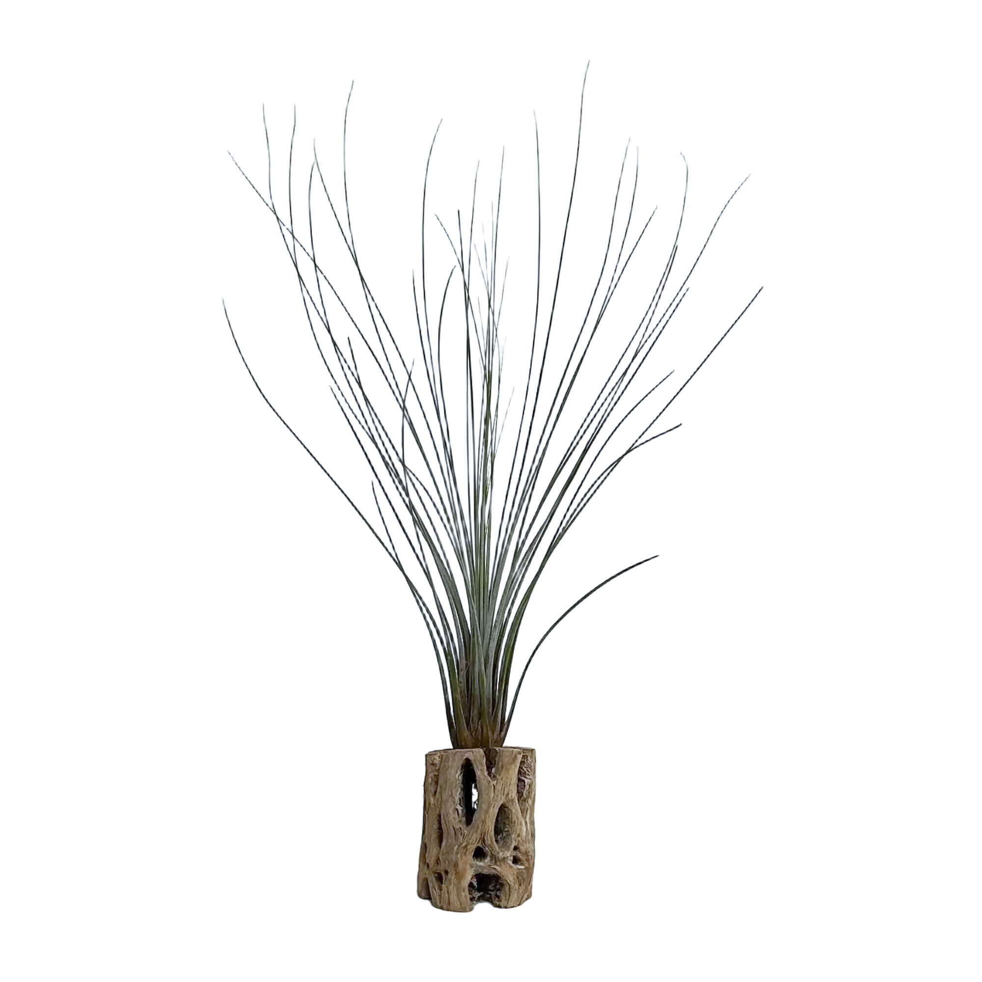 juncea air plant care Tillandsia juncea – Diameter Plants