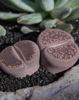 Lithops (Assorted)
