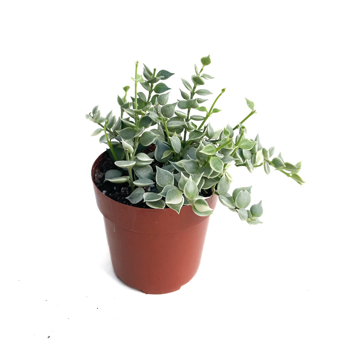 Dischidia ruscifolia 'Variegata'