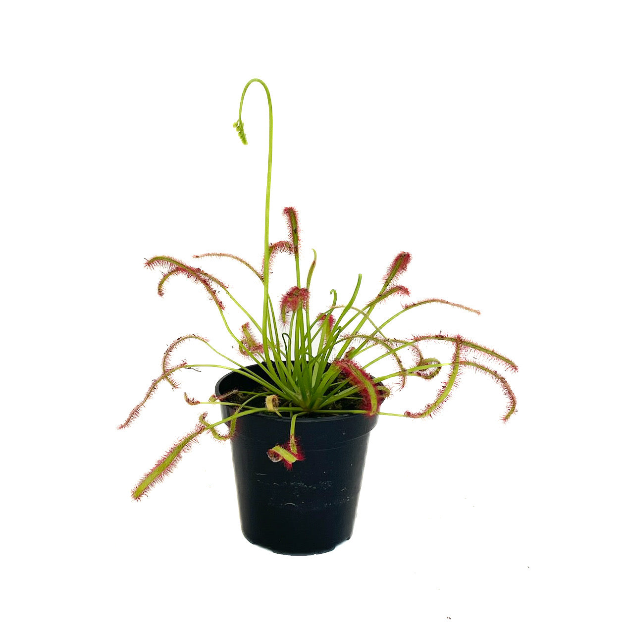 Drosera capensis - Thumbnail 2