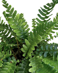 Struthiopteris spicant (Deer Fern)