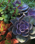 Echeveria 'Perle Von Nurnberg'