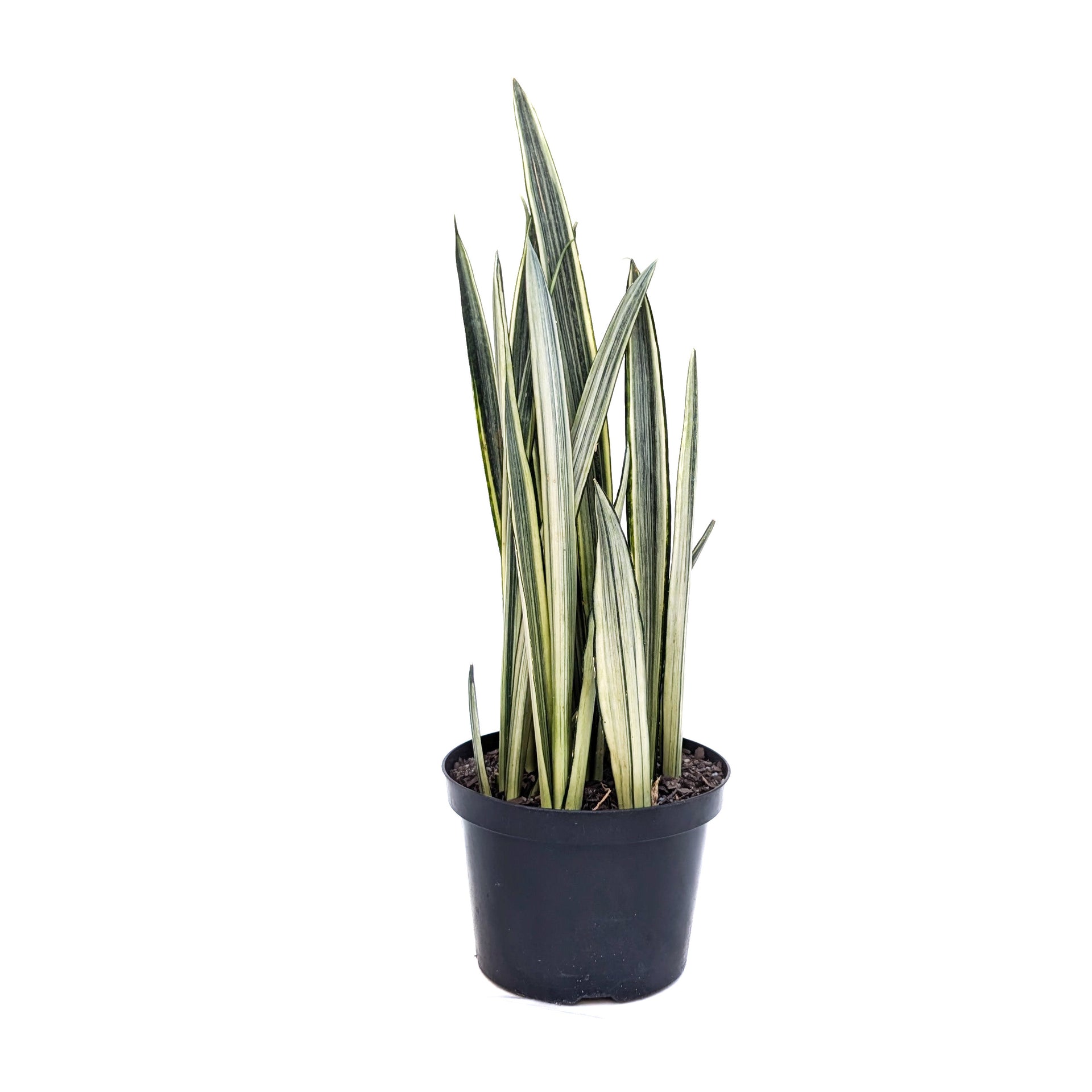 bantel's sensation snake plant for sale Sansevieria 'Bantel's Sensation' – Diameter Plants