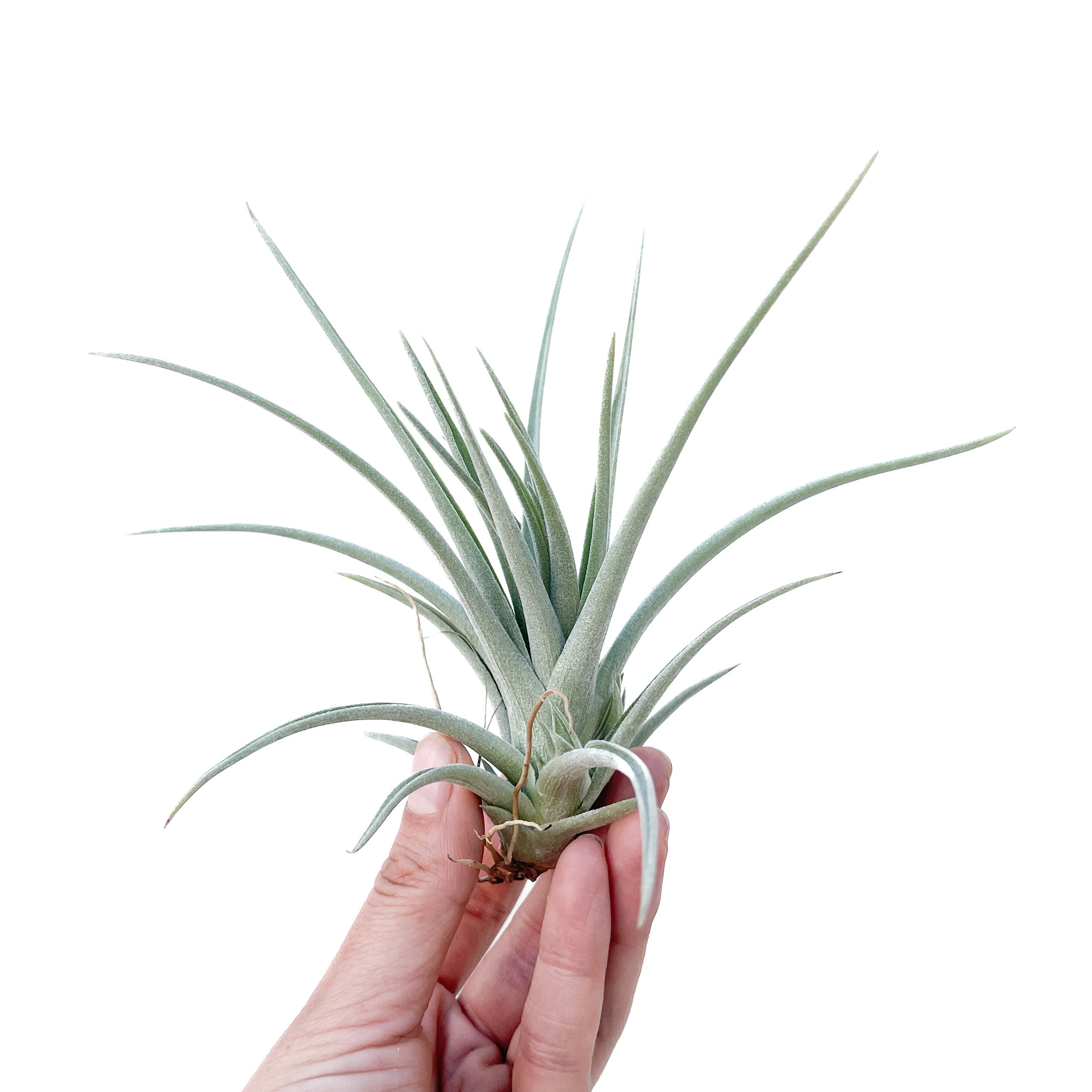 Diameter Plants Tillandsia bermejoensis
