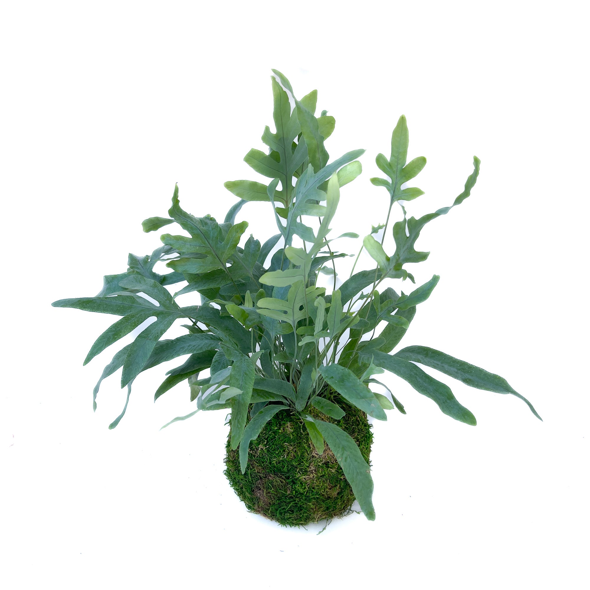 Phlebodium aureum (Blue Star Fern)