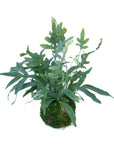 Phlebodium aureum (Blue Star Fern)