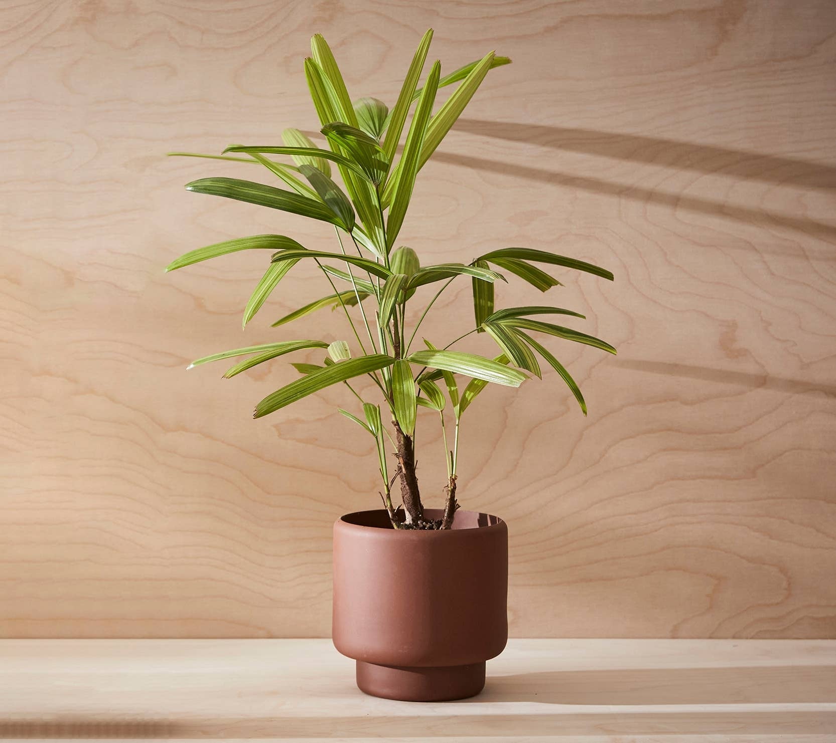 Botany Porcelain Pot