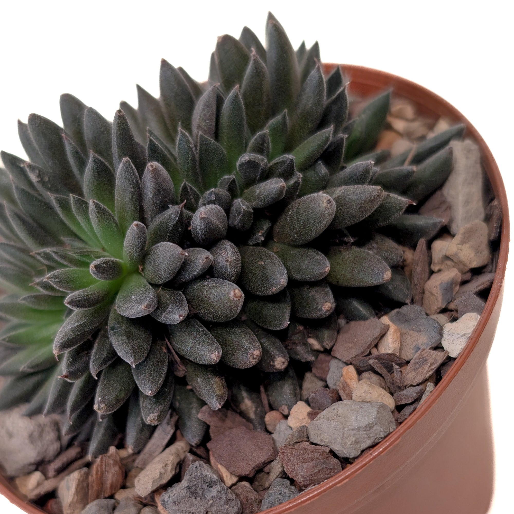 Sinocrassula yunnanensis (Black Sea Urchin Plant)