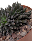 Sinocrassula yunnanensis (Black Sea Urchin Plant)