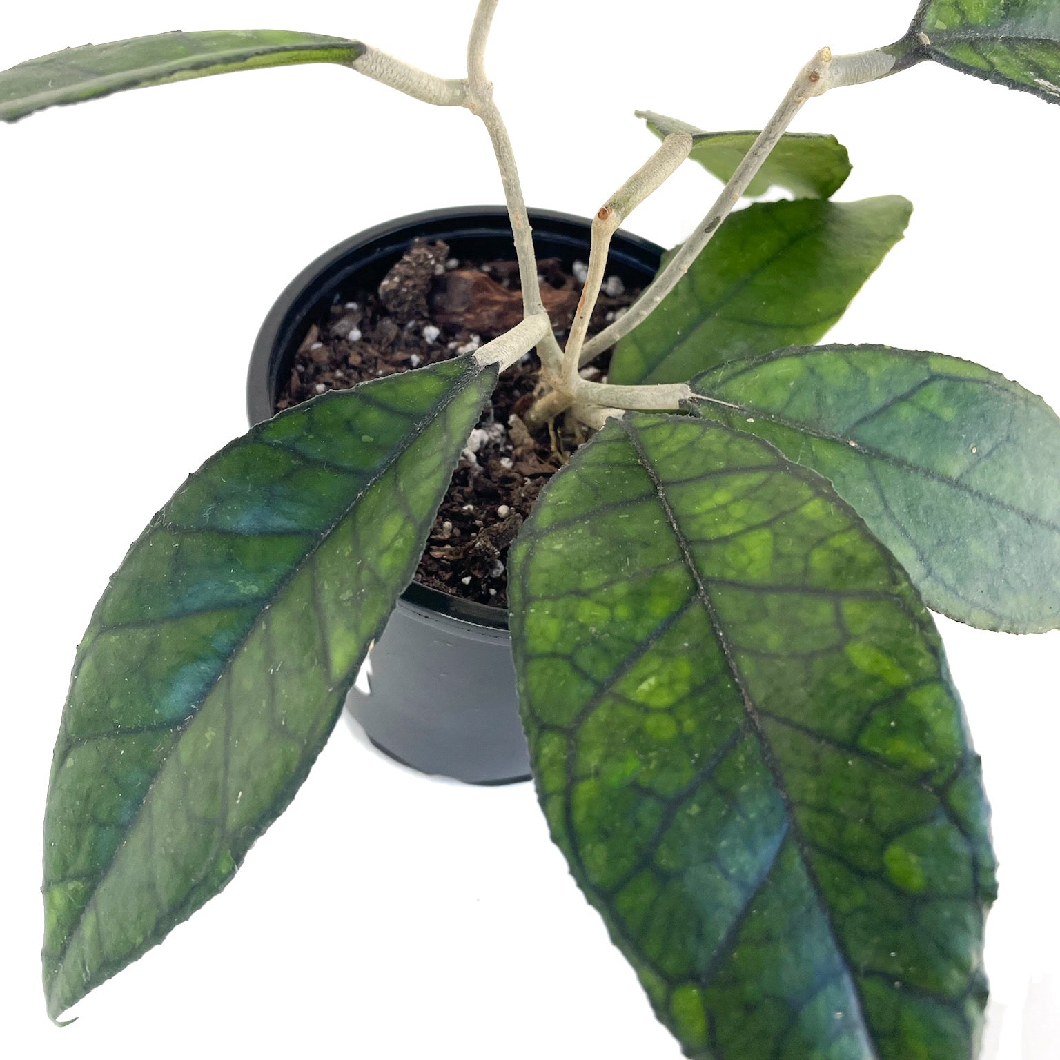 Hoya finlaysonii - Thumbnail 4