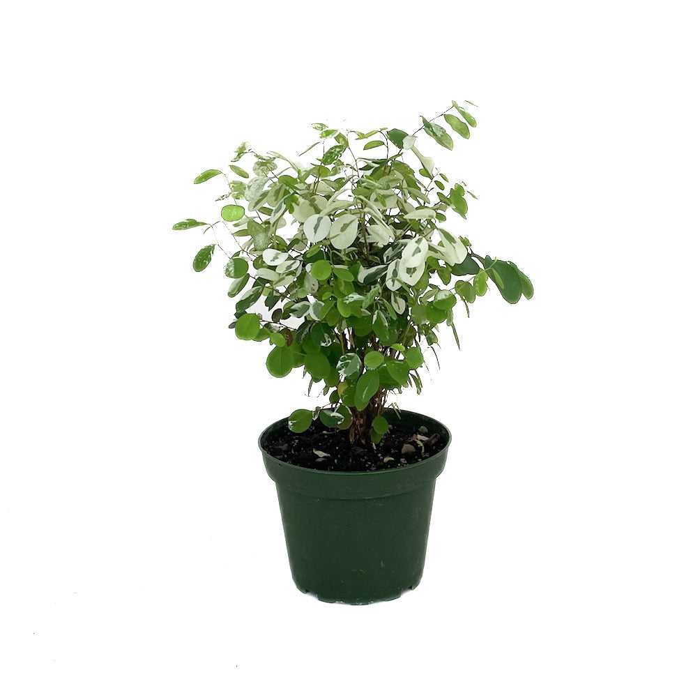 Breynia disticha (Snow Bush) - Thumbnail 2