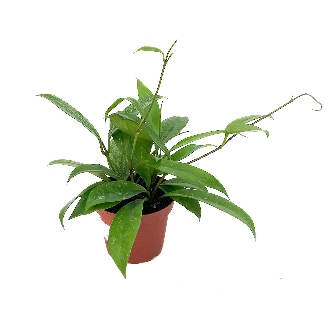 Hoya publicalyx - Thumbnail 2