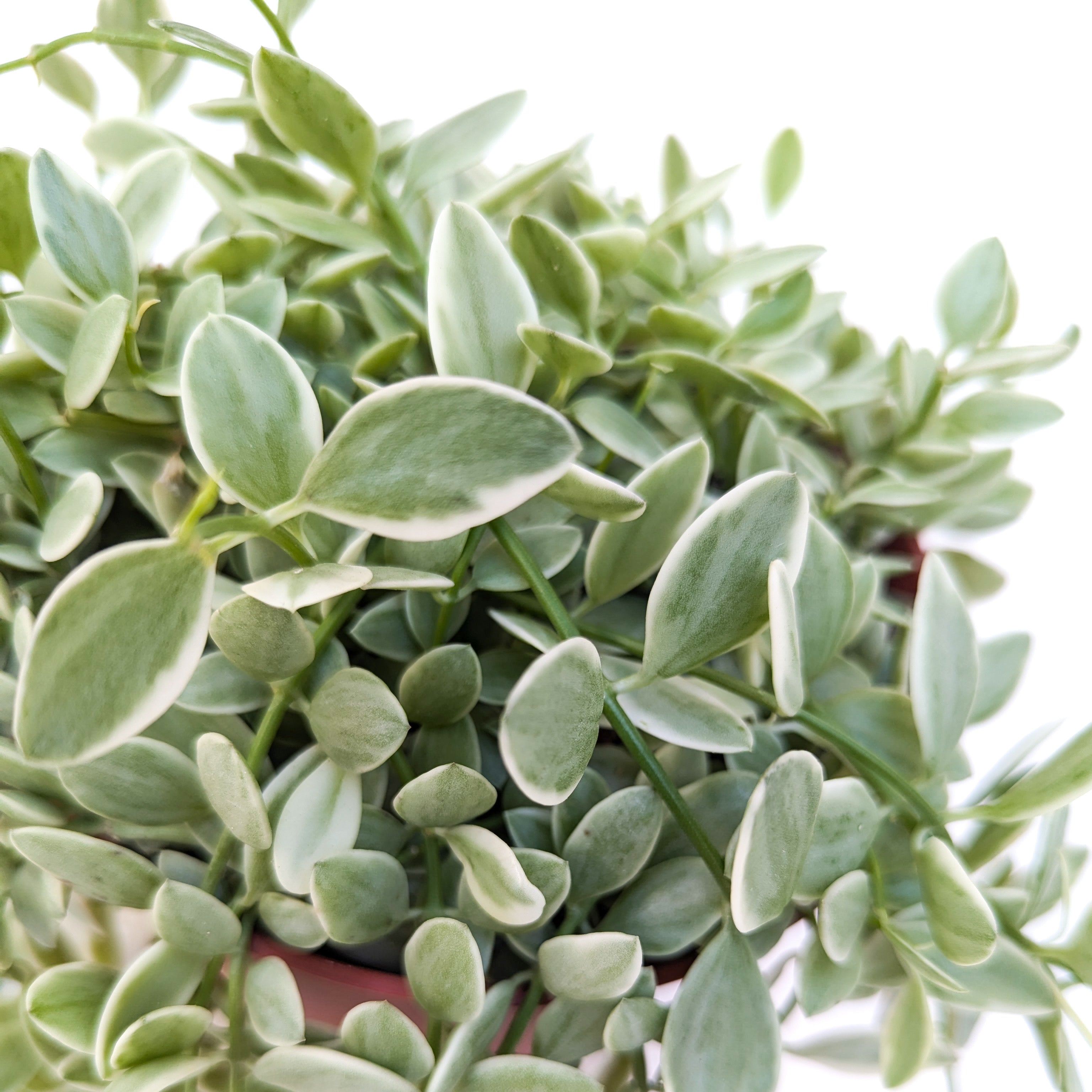 Dischidia oiantha 'Variegata' - Thumbnail 2