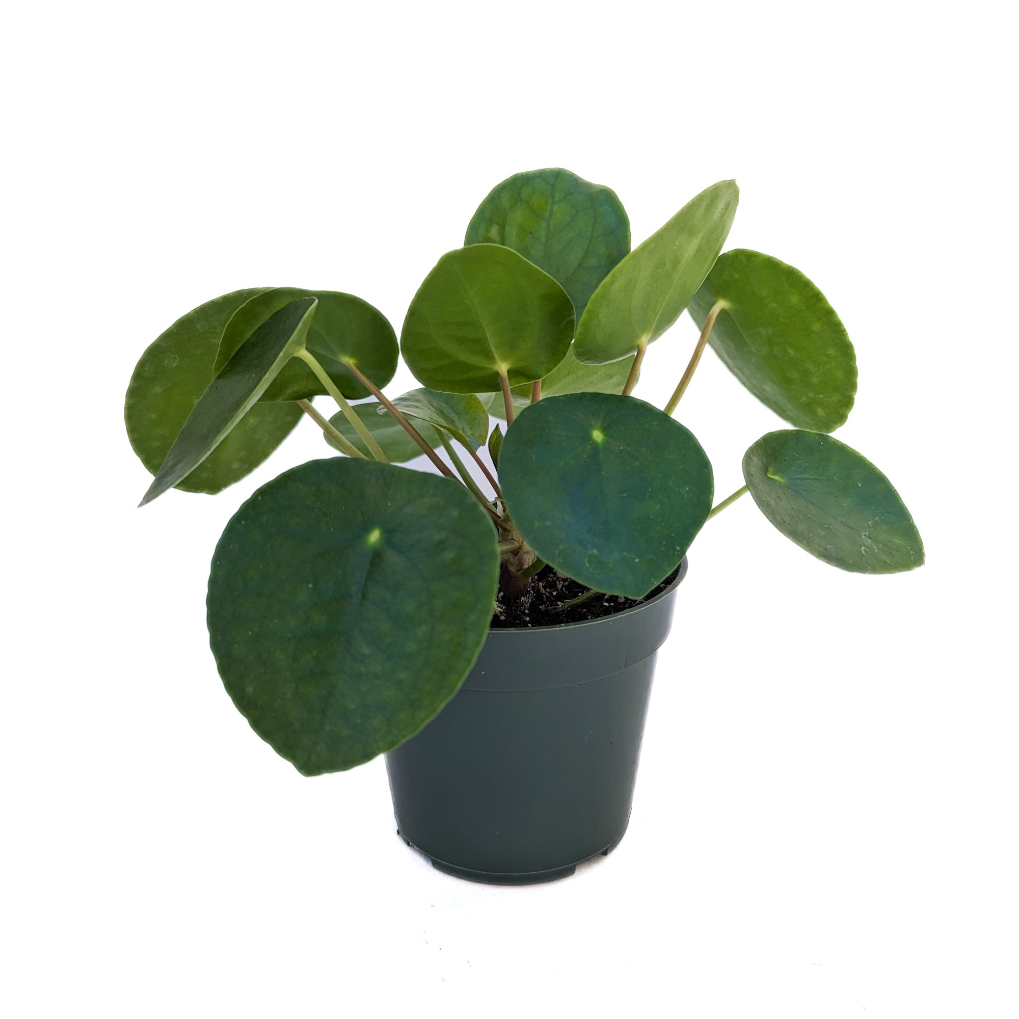 Pilea peperomioides