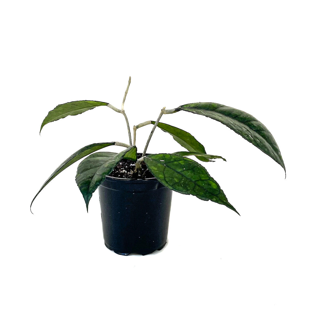 Hoya finlaysonii - Thumbnail 3