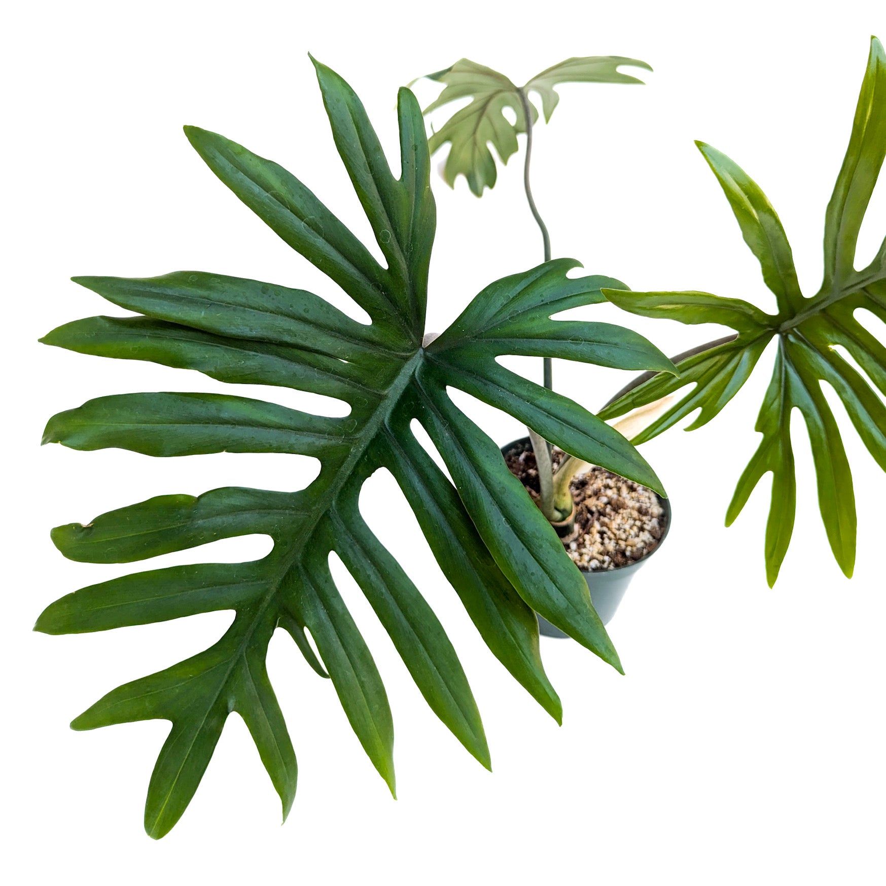 Philodendron mayoi