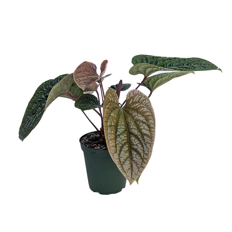 Anthurium radicans x luxurians