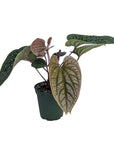 Anthurium radicans x luxurians