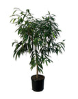 Ficus maclellandii 'Alii'