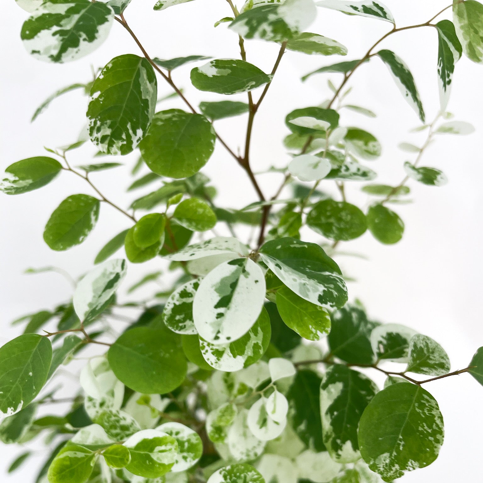 Breynia disticha (Snow Bush)