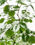 Breynia disticha (Snow Bush)