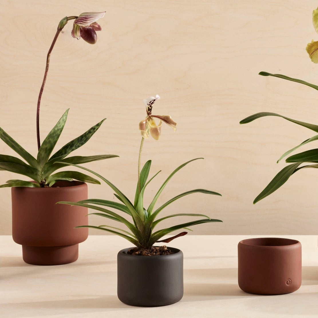 Botany Porcelain Pot