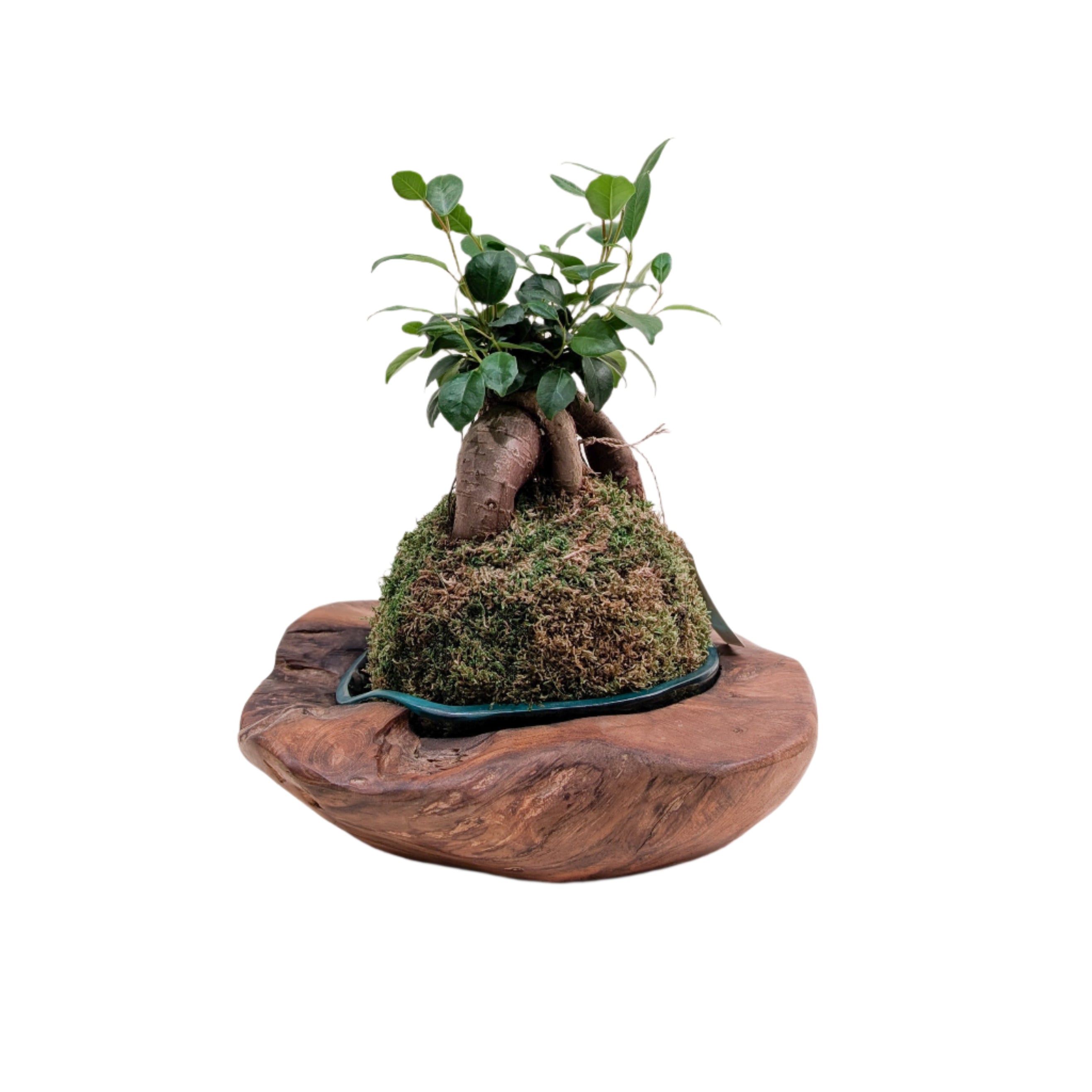 Round Teak Bowl with Blown Glass Liner - Thumbnail 5