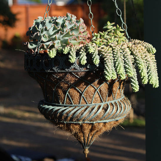 Sedum morganianum 'Burrito' - Thumbnail 5