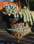 Sedum morganianum 'Burrito' (Burro Tail)